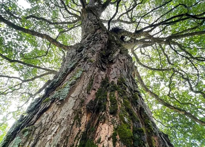 公寓 Huettli Weitblick 10 Minuten Zur Skigondel Und Aletschgletscher *